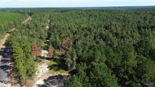 a view of a lush green forest with lots of trees
