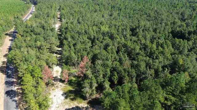 a view of a forest with a tree
