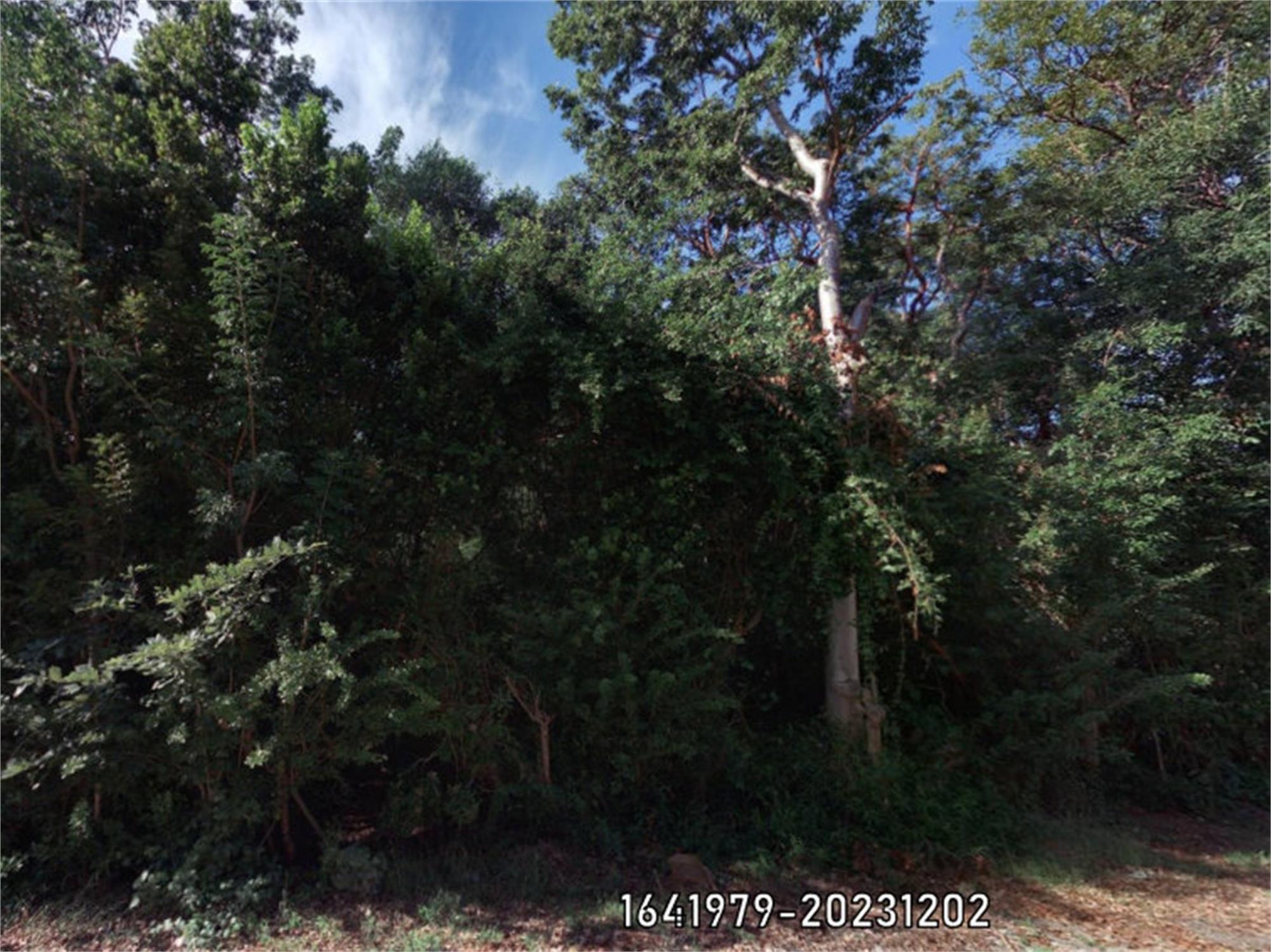 Poinsetta Dr