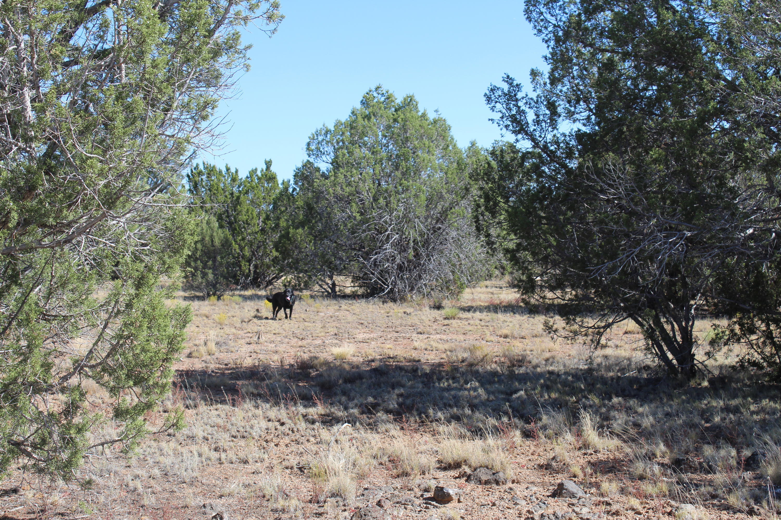 Lot 185 Fort Rock Road Seligman, AZ 86337 - Photo 5 of 7 IMG_3272