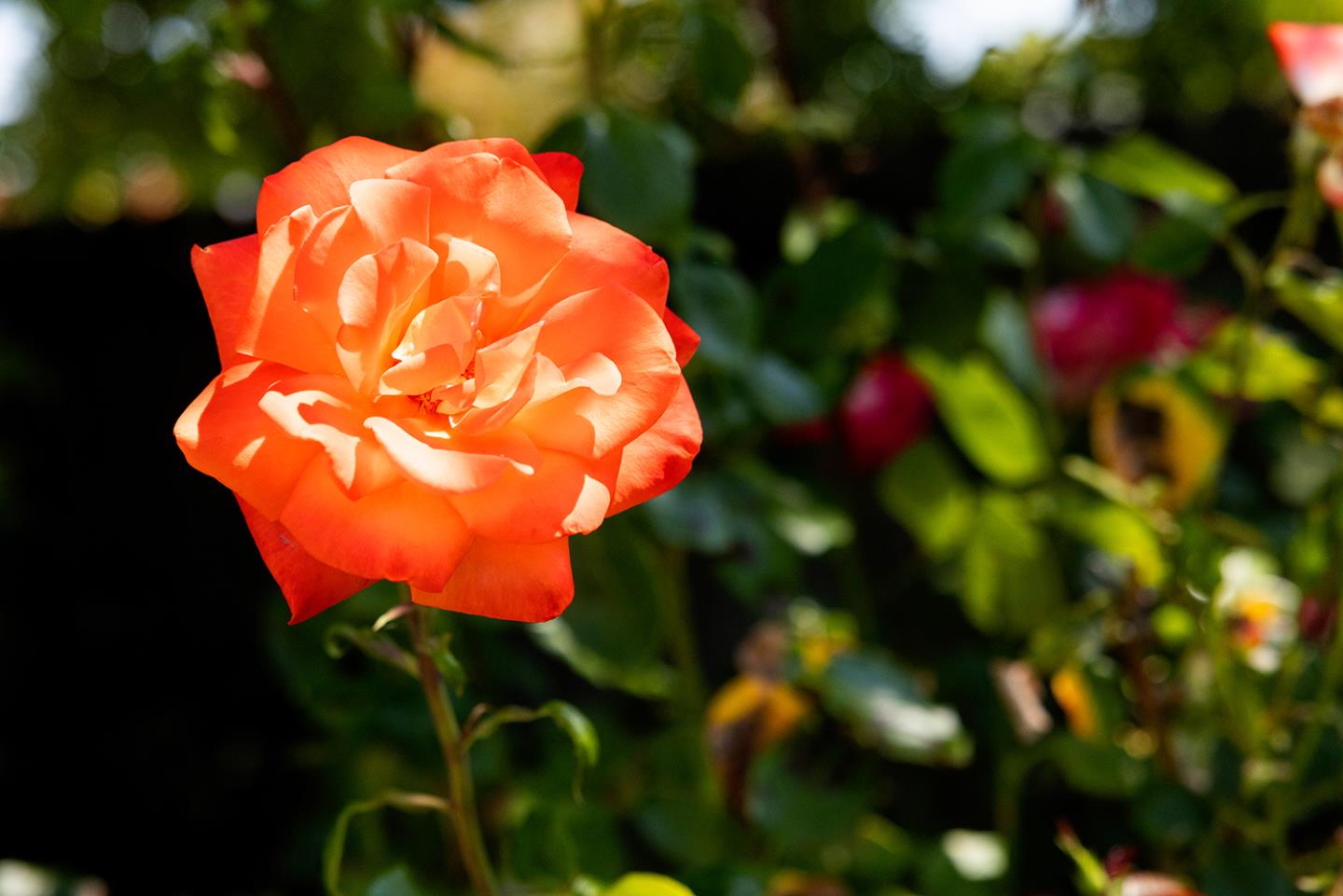 5575 Vía Ensenada Concord, CA 94521 - Photo 45 of 66