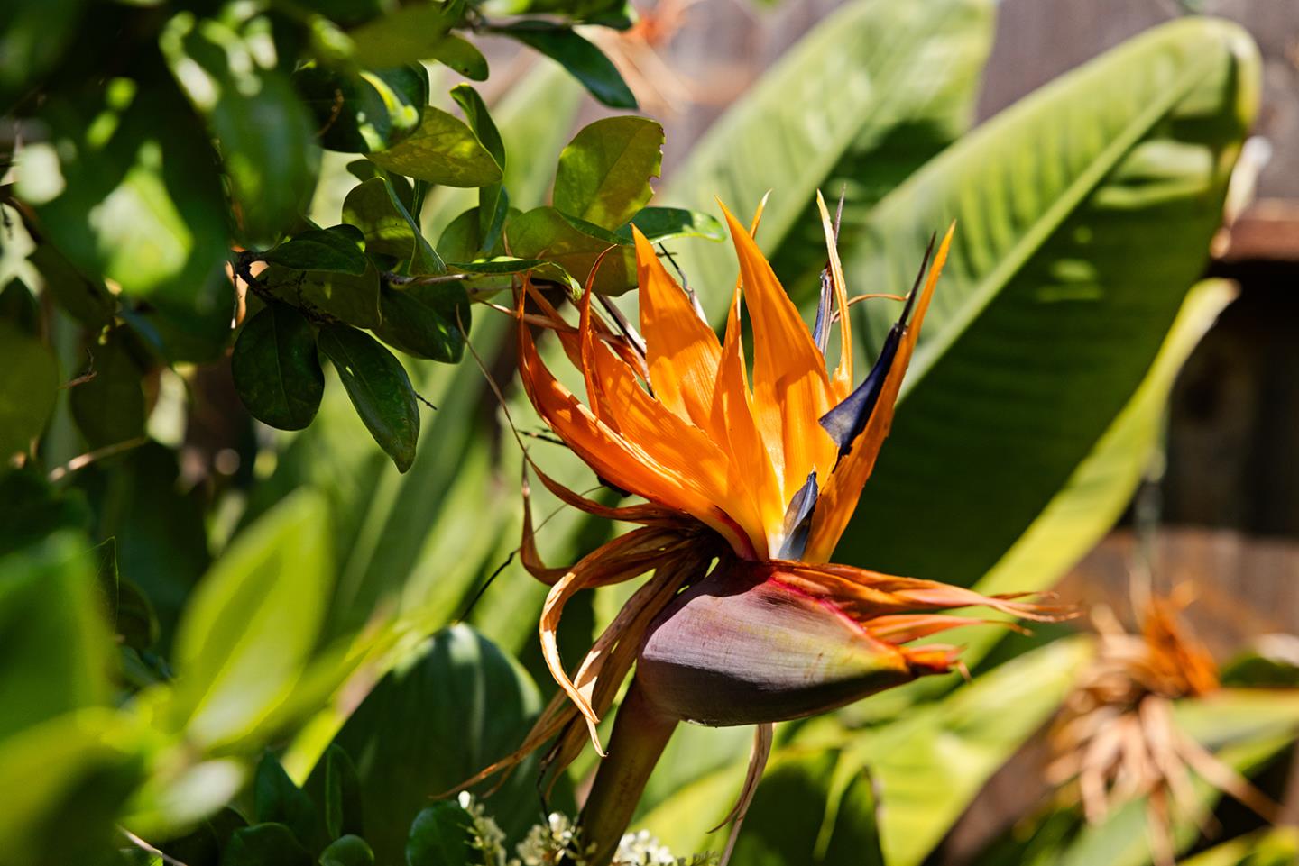 5575 Vía Ensenada Concord, CA 94521 - Photo 53 of 66