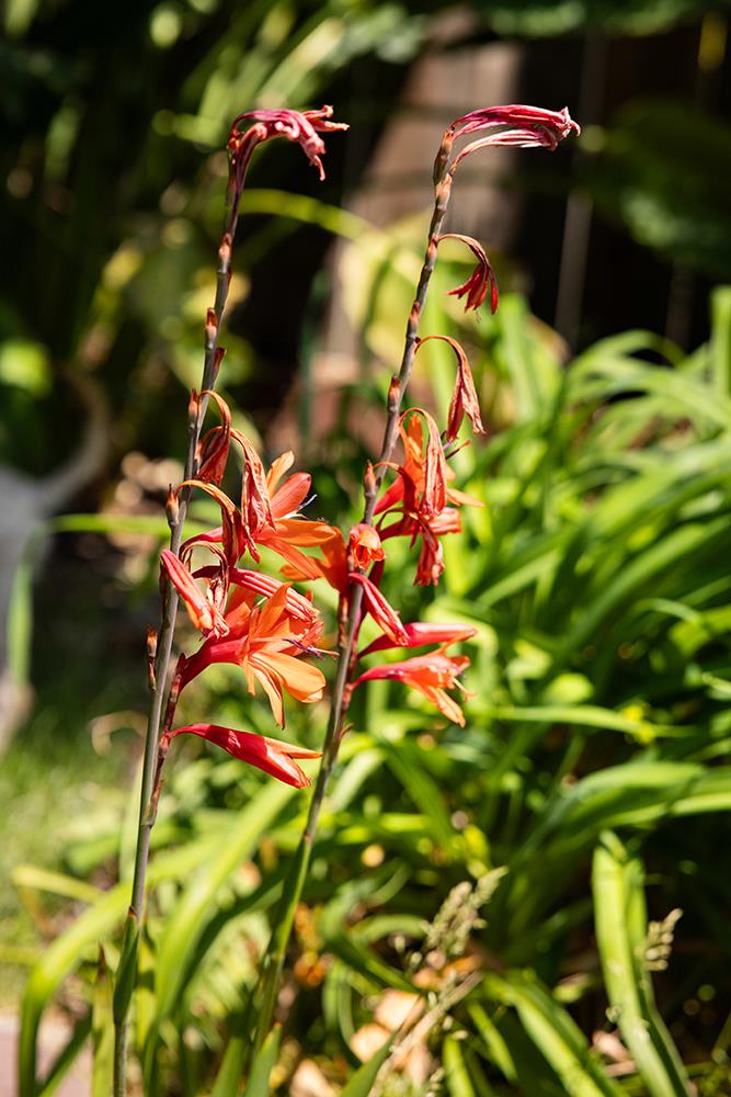 5575 Vía Ensenada Concord, CA 94521 - Photo 56 of 66