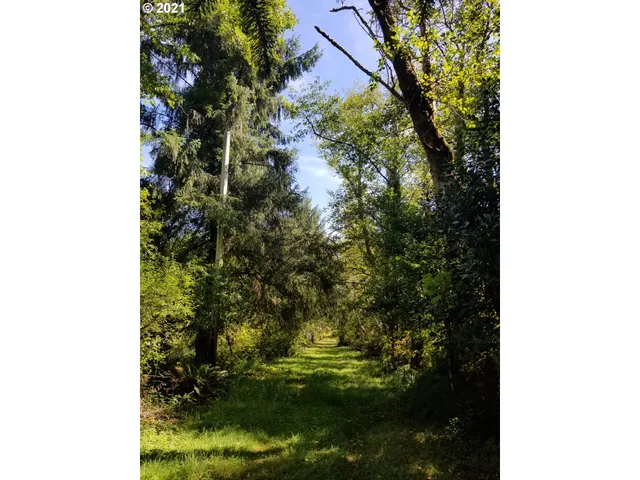 a view of a yard with plants
