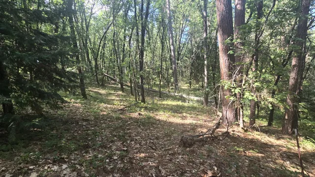 a view of a forest with trees in the background
