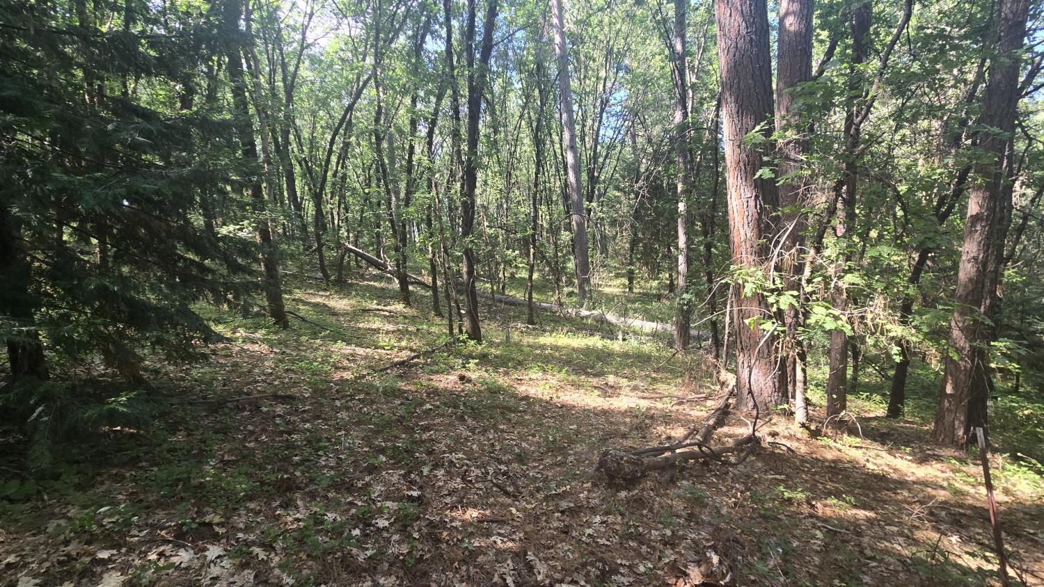 12042 Bitney Springs Road Nevada City, CA 95959 - Photo 11 of 19 a view of a yard with a tree
