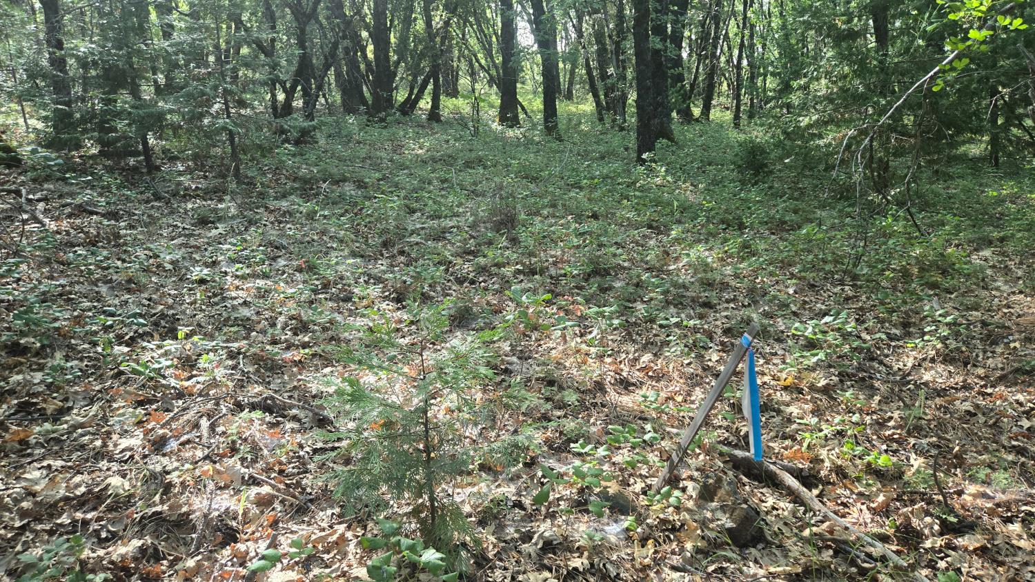 12042 Bitney Springs Road Nevada City, CA 95959 - Photo 12 of 19 a view of a forest with trees in the background