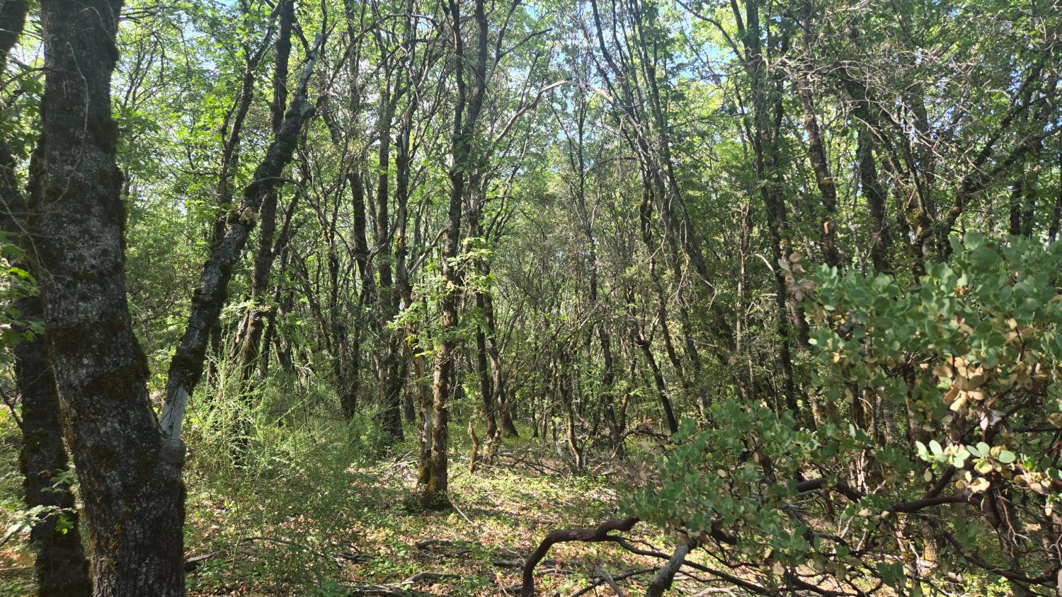 12042 Bitney Springs Road Nevada City, CA 95959 - Photo 13 of 19 a view of a yard with plants and a large tree