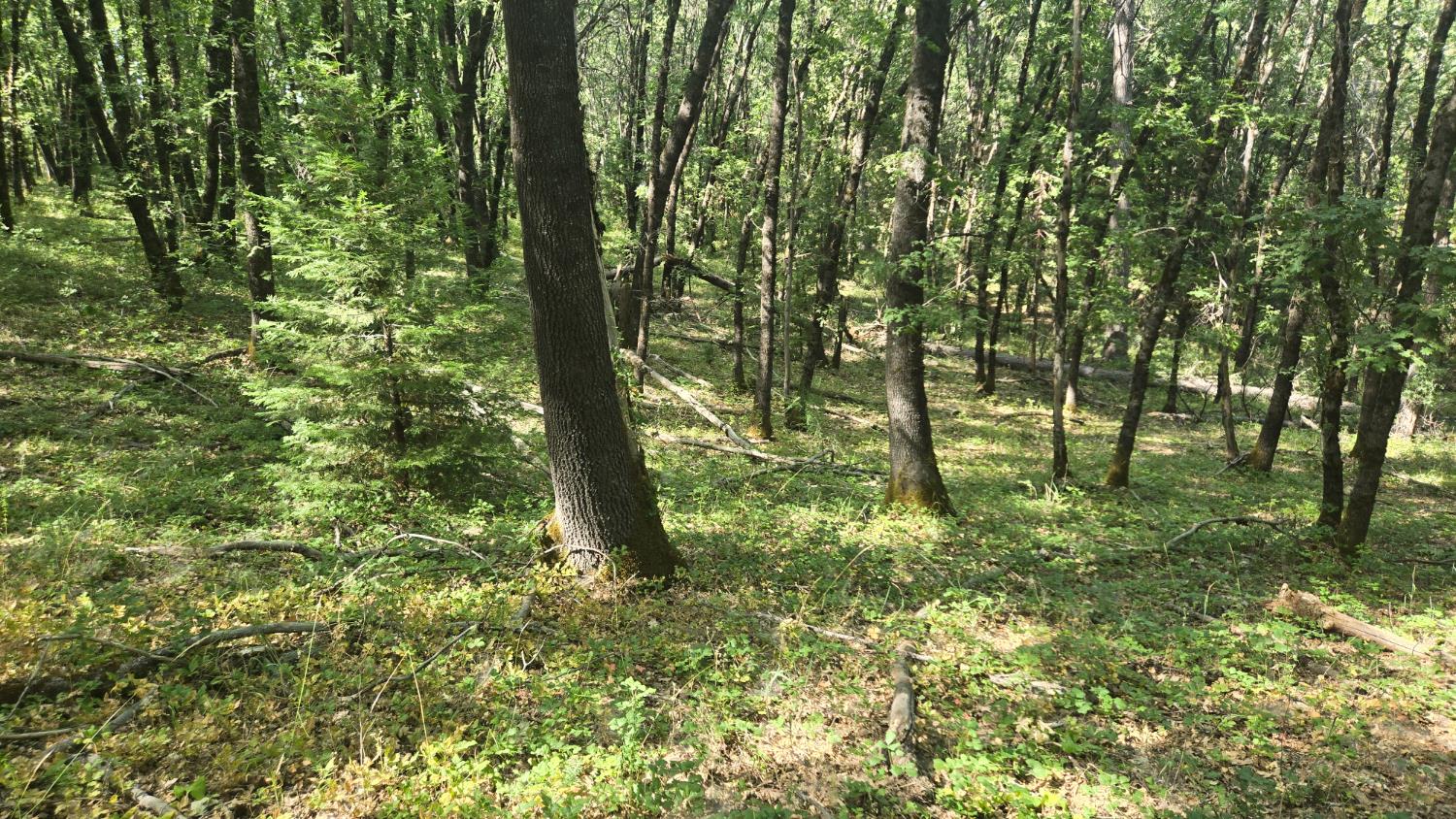 12042 Bitney Springs Road Nevada City, CA 95959 - Photo 16 of 19 a big yard with lots of green space and trees