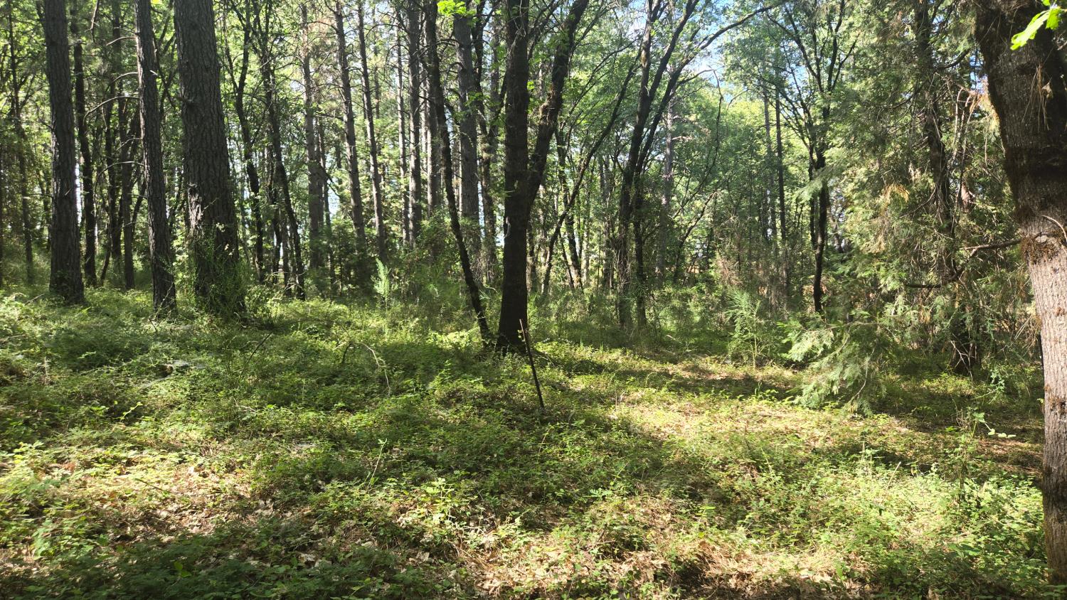 12042 Bitney Springs Road Nevada City, CA 95959 - Photo 17 of 19 a view of a lush green forest