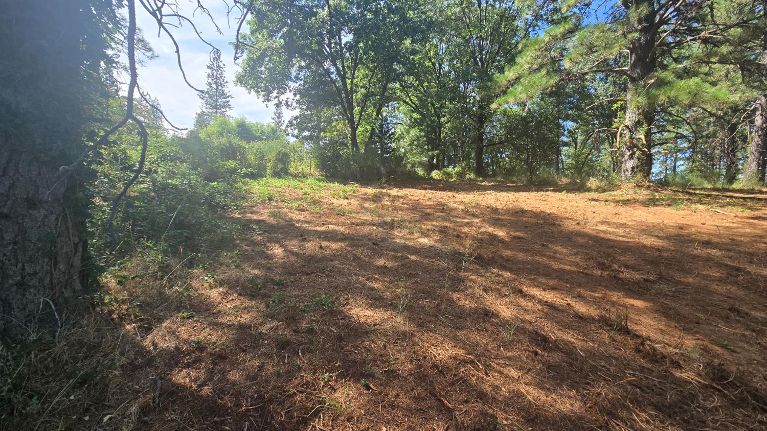 12042 Bitney Springs Road Nevada City, CA 95959 - Photo 4 of 19 a view of outdoor space and trees