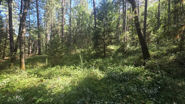 a view of a tree in a yard