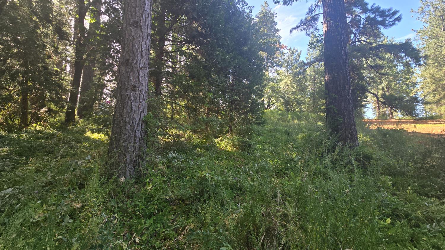 12042 Bitney Springs Road Nevada City, CA 95959 - Photo 7 of 19 a view of a tree in a yard