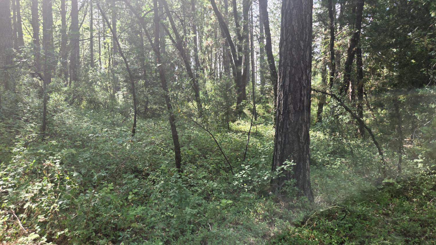 12042 Bitney Springs Road Nevada City, CA 95959 - Photo 8 of 19 a view of a forest with trees