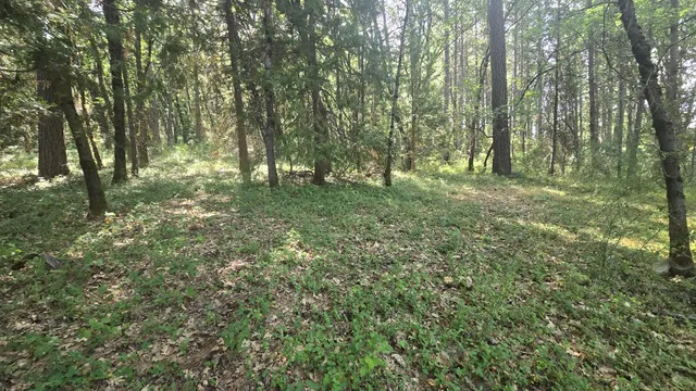 a view of a yard with plants and trees