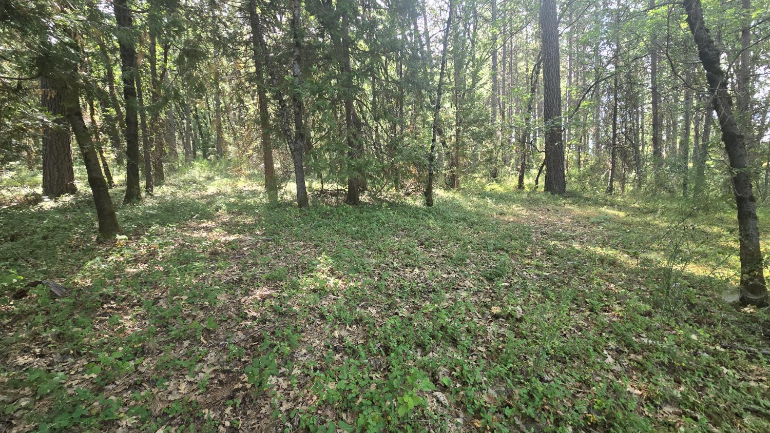12042 Bitney Springs Road Nevada City, CA 95959 - Photo 9 of 19 a view of outdoor space and green space