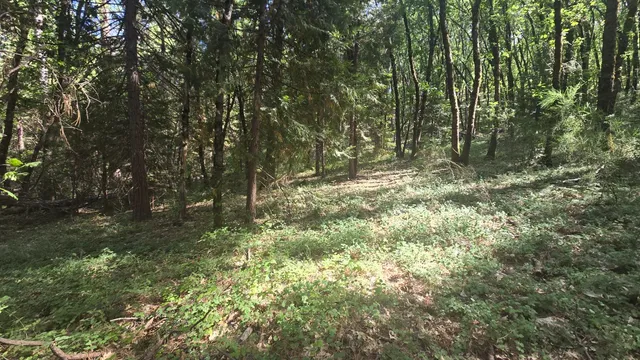 a view of a yard with a tree