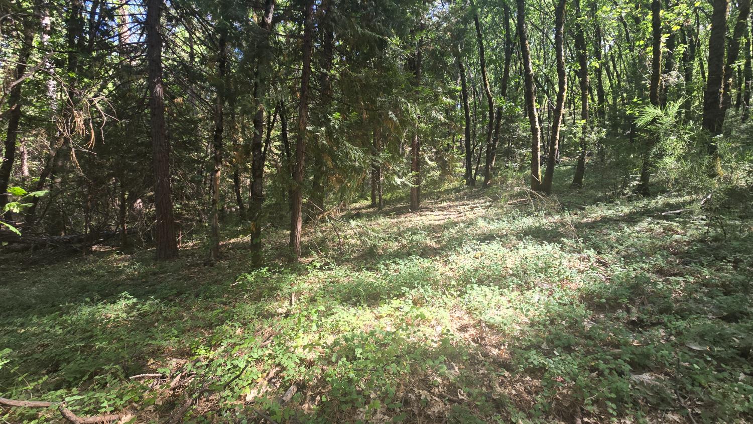 12042 Bitney Springs Road Nevada City, CA 95959 - Photo 10 of 19 a view of a yard with plants and trees