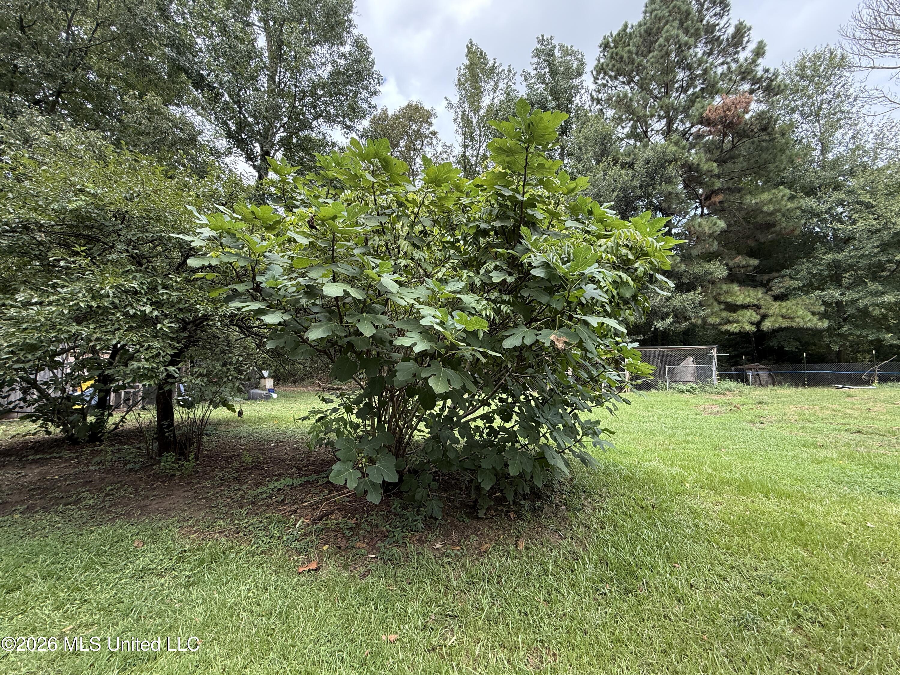 411 Drysdale Road Carthage, MS 39051 - Photo 29 of 39 IMG_6794