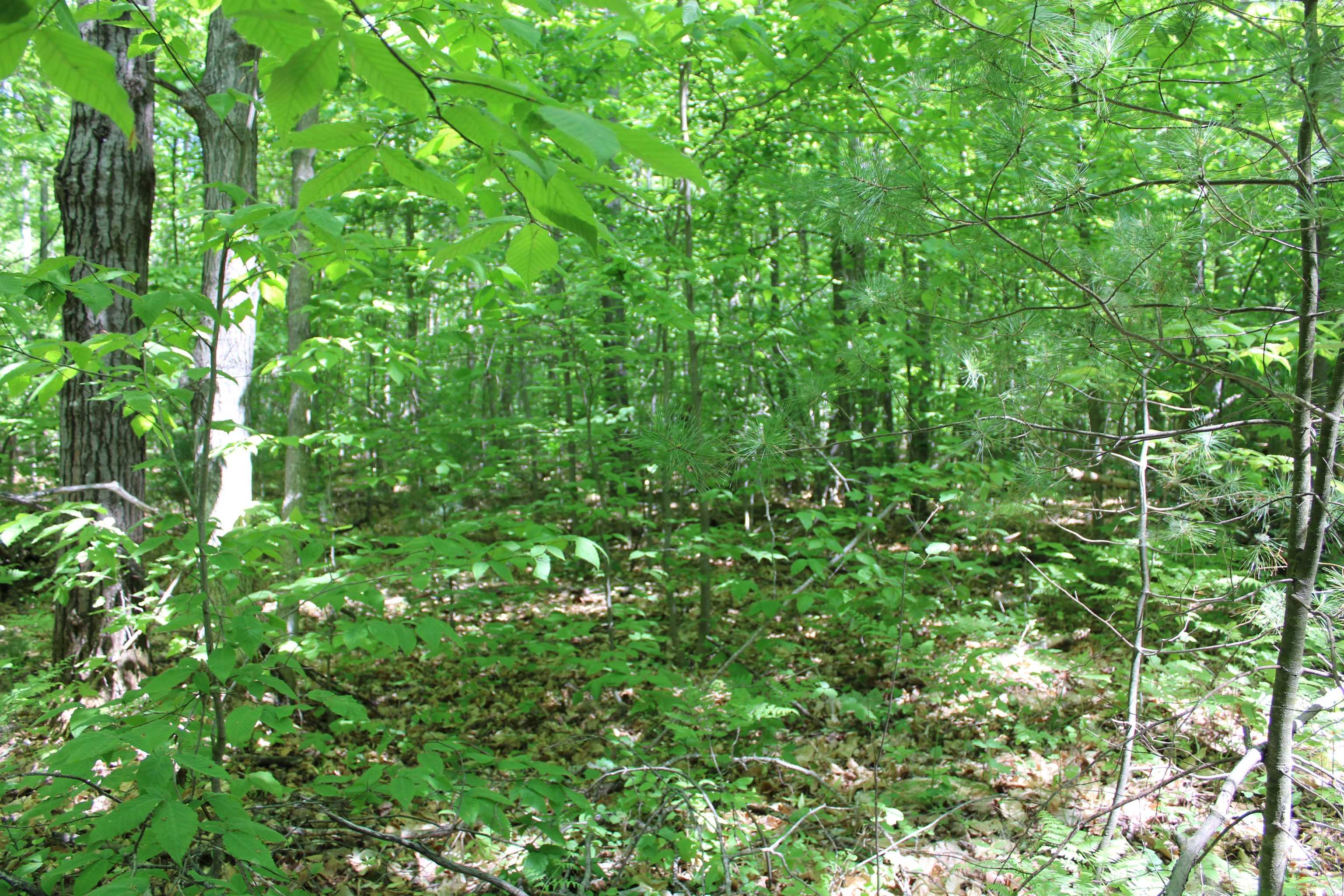 Vl Squaw Lake Road Kalkaska, MI 49646 - Photo 3 of 21
