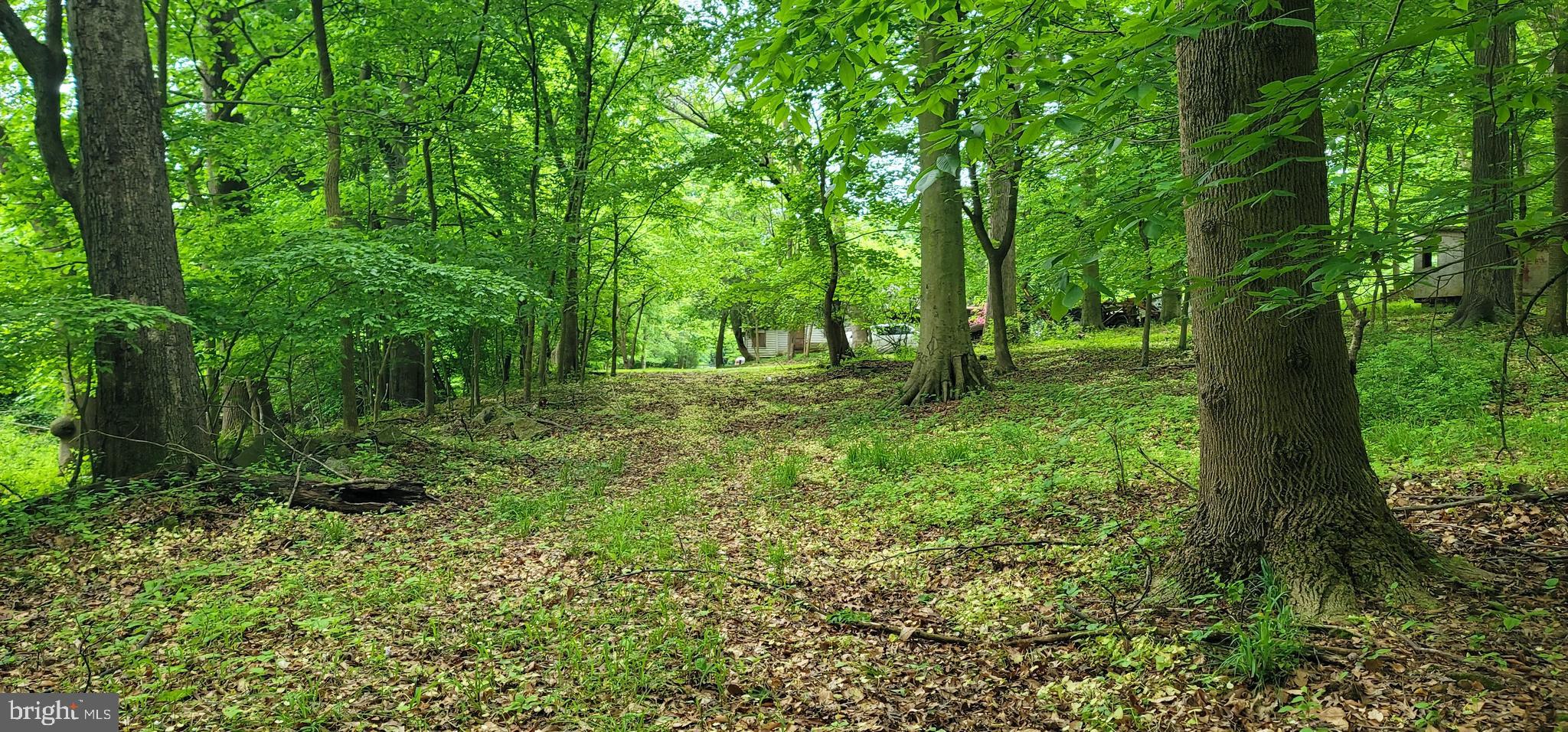 a large yard with lots of green space and trees