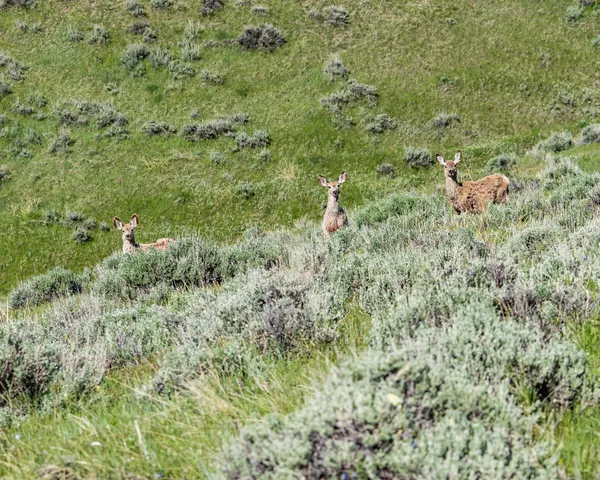 $475,000 | Grandview Drive, Sheridan, WY 82801