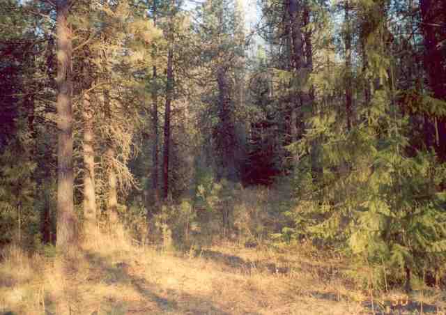 8921 Cheney Spokane Road Spokane, WA 99224 - Photo 3 of 4