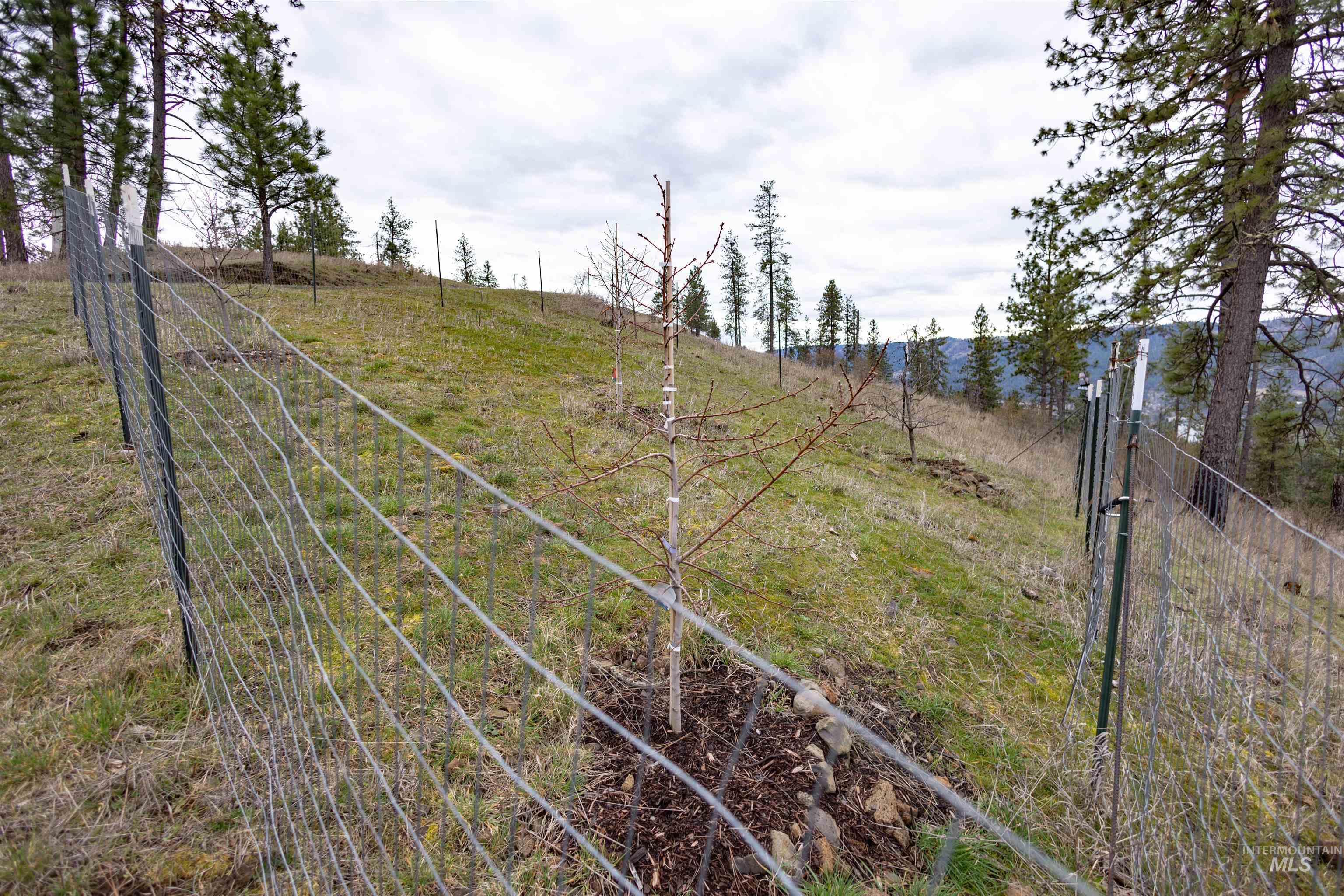 402 Beaverslide Road Kamiah, ID 83536 - Photo 40 of 46 View of yard featuring a view of countryside