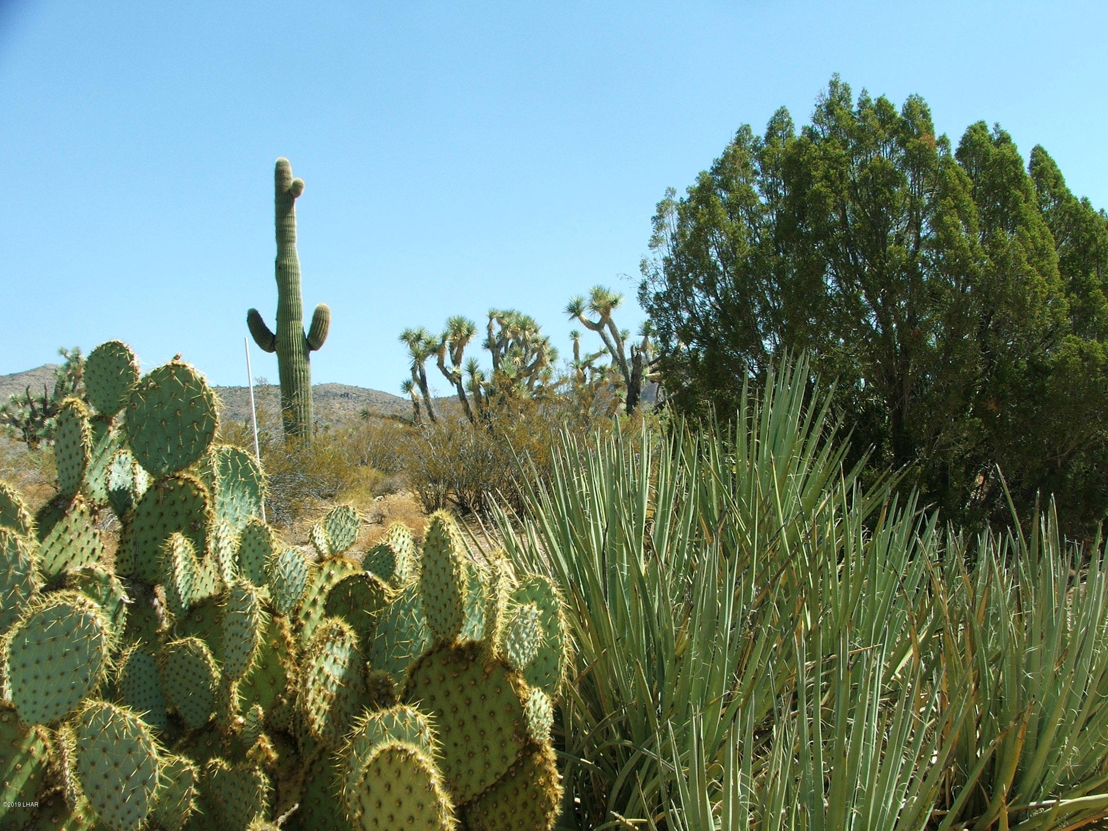 425 Tonto Road Yucca, AZ 86438 - Photo 3 of 8 DSCF1983