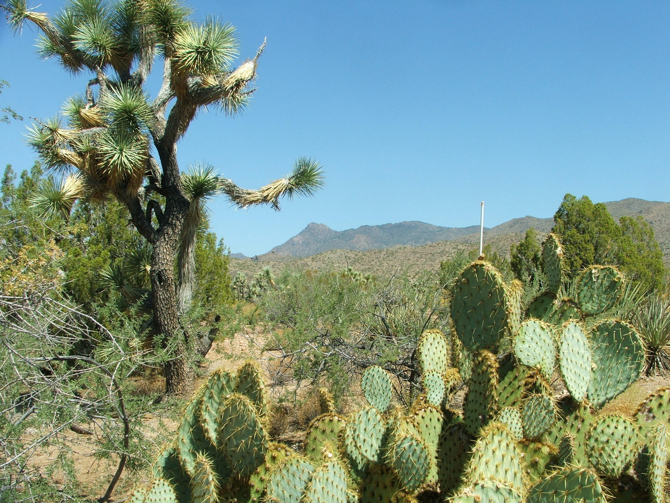 425 Tonto Road Yucca, AZ 86438 - Photo 4 of 8 DSCF1984