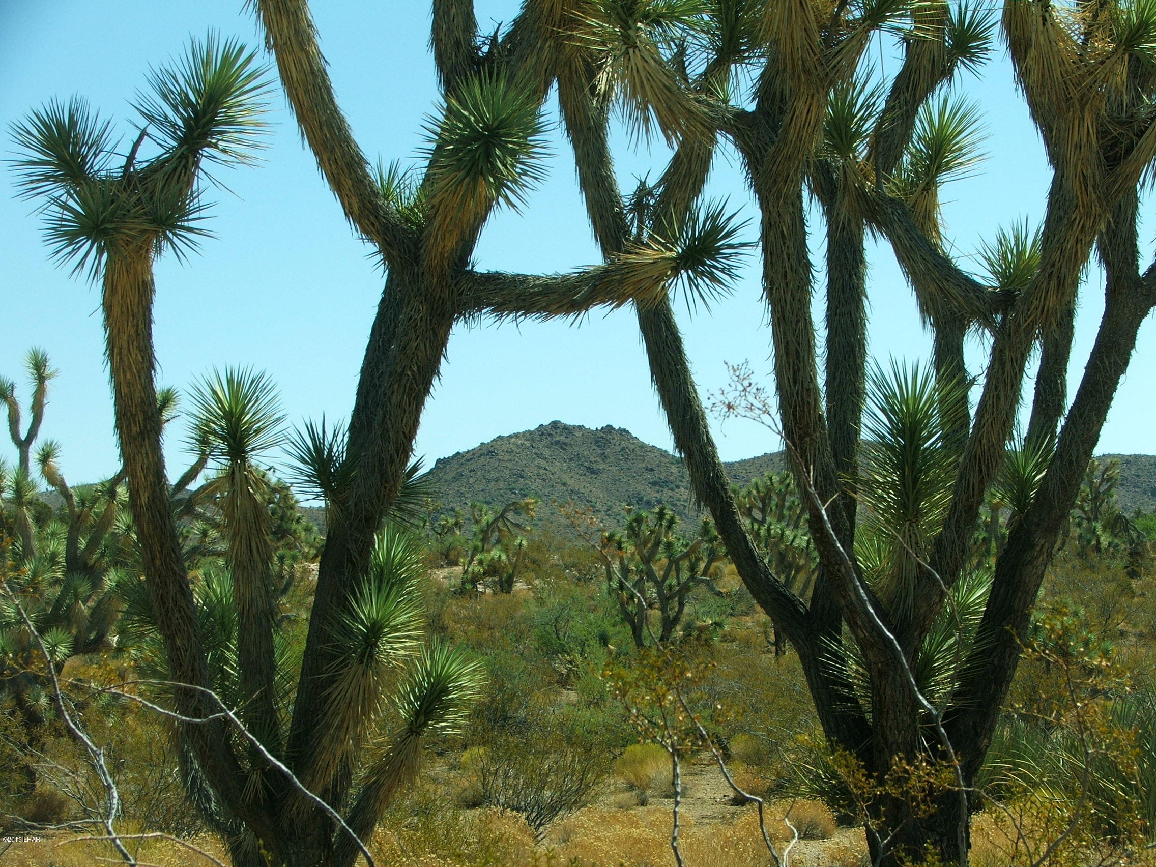 425 Tonto Road Yucca, AZ 86438 - Photo 7 of 8 DSCF1989