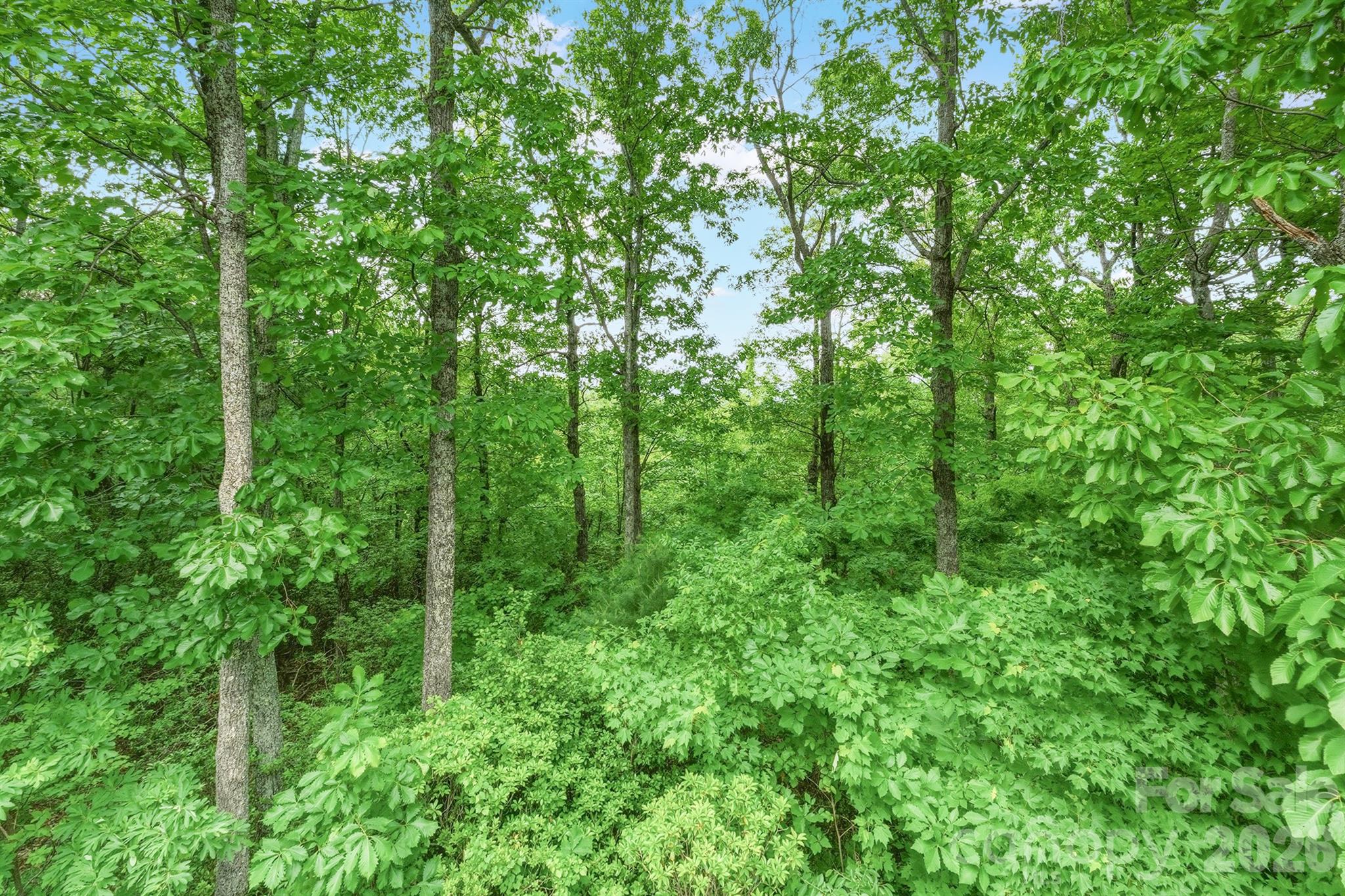 3190 Holly Road Connelly Springs, NC 28612 - Photo 8 of 42 a view of a lush green forest