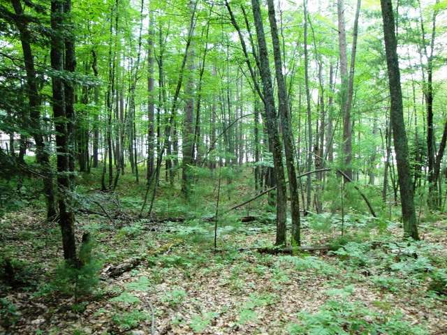 Lot 6 Eagles Bluff Road Rhinelander, WI 54501 - Photo 12 of 15 Gallery Image 12
