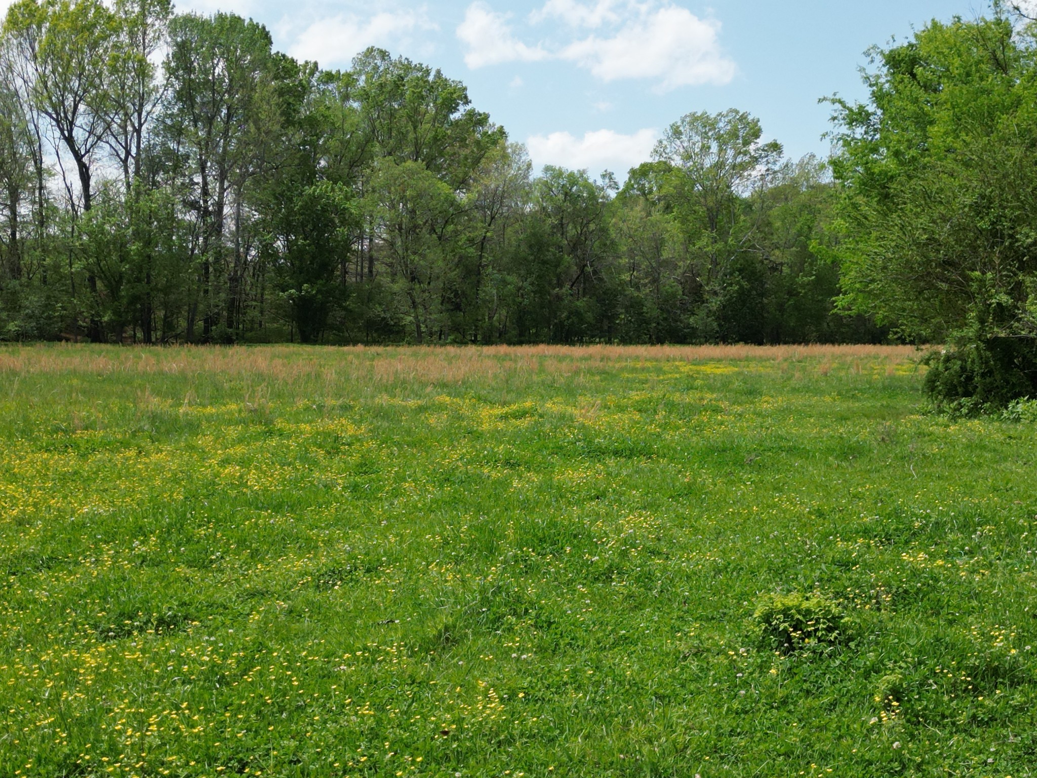 198 Treece Lane Waynesboro, TN 38485 - Photo 28 of 69 a view of field with trees in the background