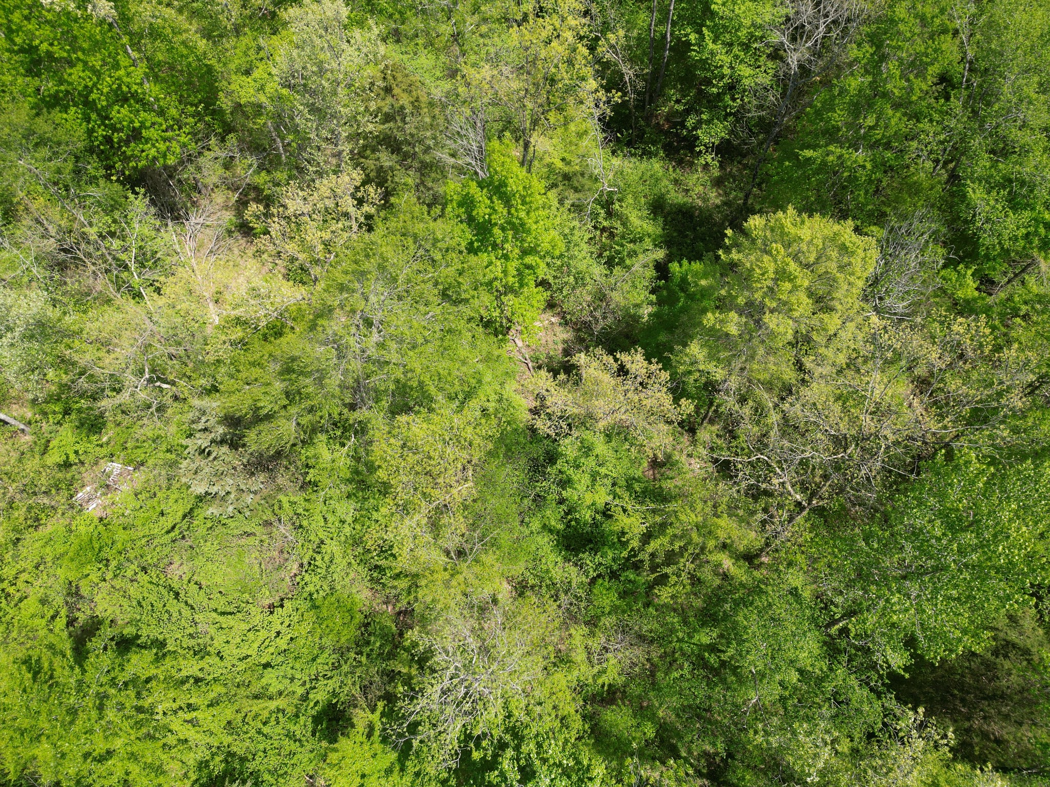 198 Treece Lane Waynesboro, TN 38485 - Photo 53 of 69 a view of a lush green forest with large trees