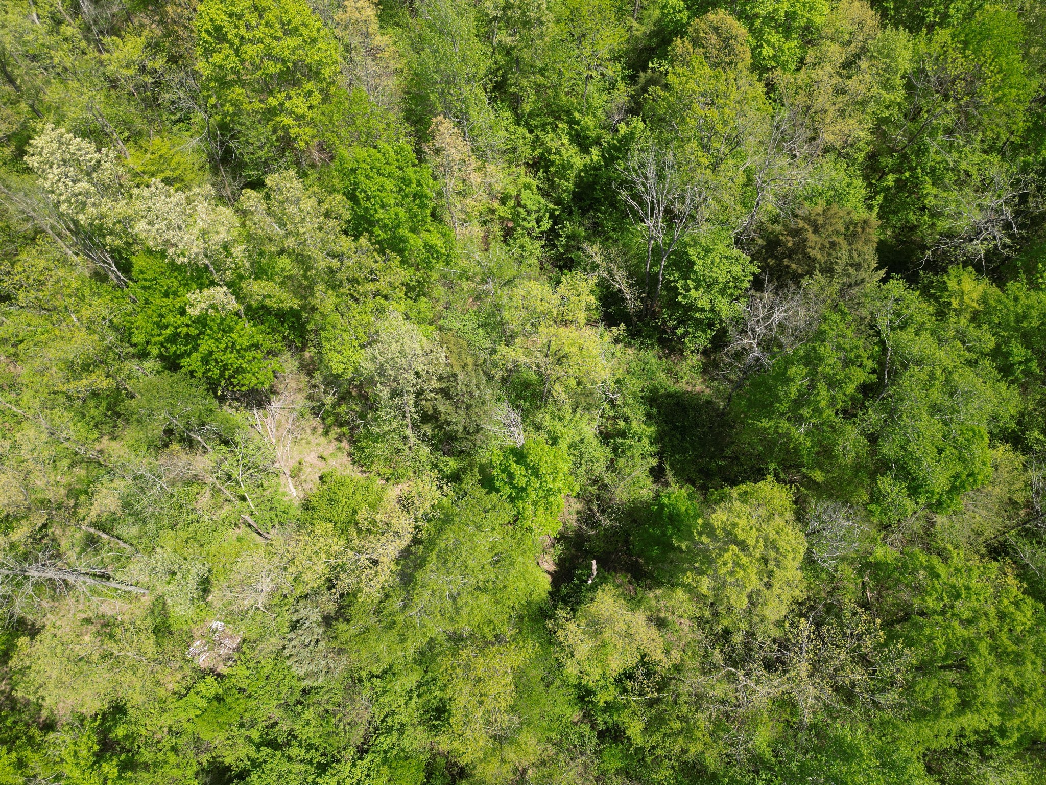 198 Treece Lane Waynesboro, TN 38485 - Photo 54 of 69 a view of a lush green forest with lots of trees