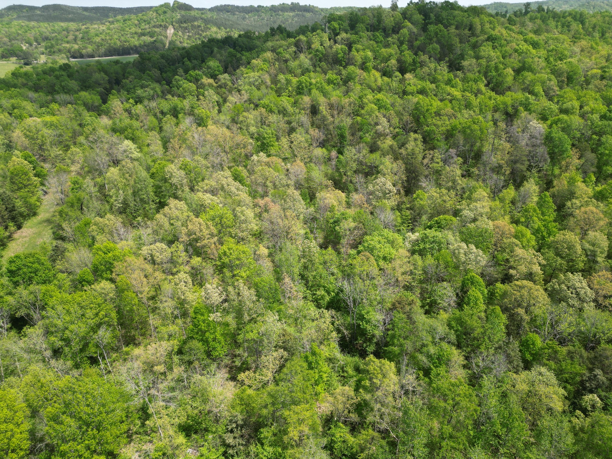 198 Treece Lane Waynesboro, TN 38485 - Photo 55 of 69 a view of a lush green forest with trees and houses