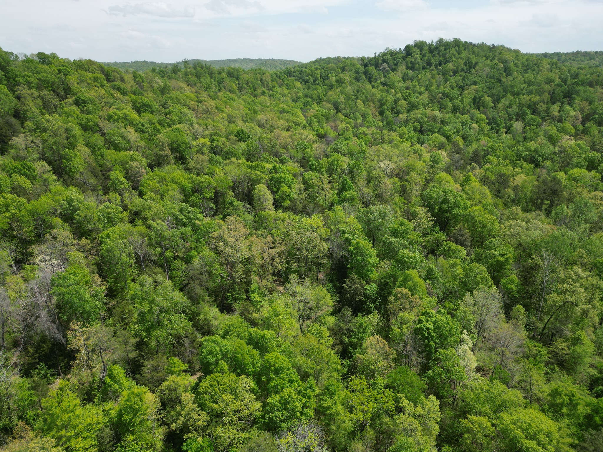 198 Treece Lane Waynesboro, TN 38485 - Photo 57 of 69 a view of a large yard with plants and large trees