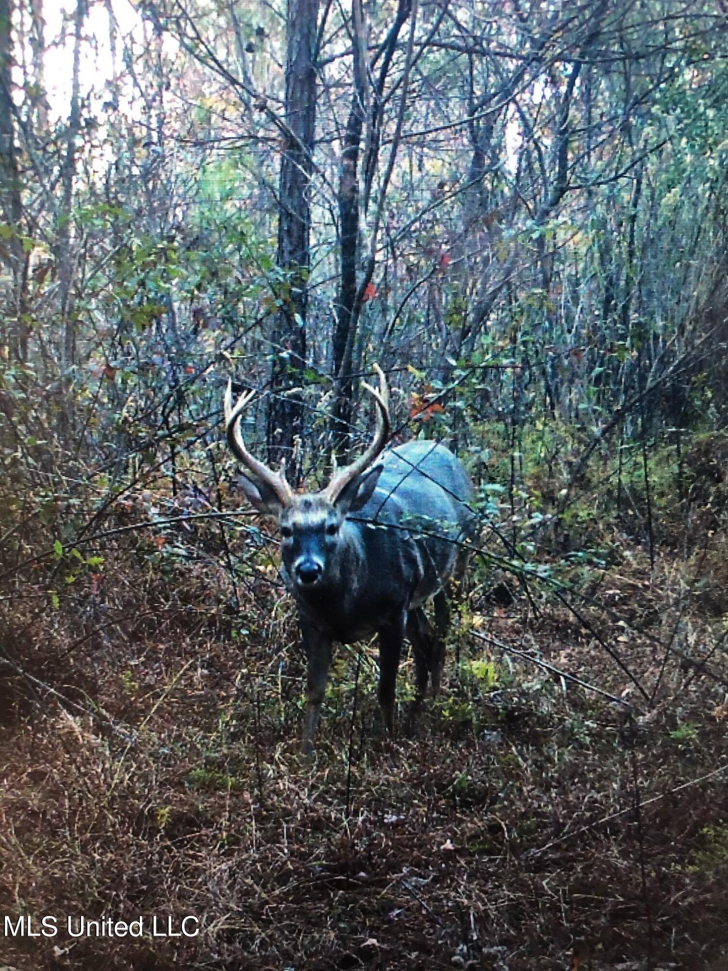 Smith Road Cascilla, MS 38920 - Photo 3 of 29 buck 1