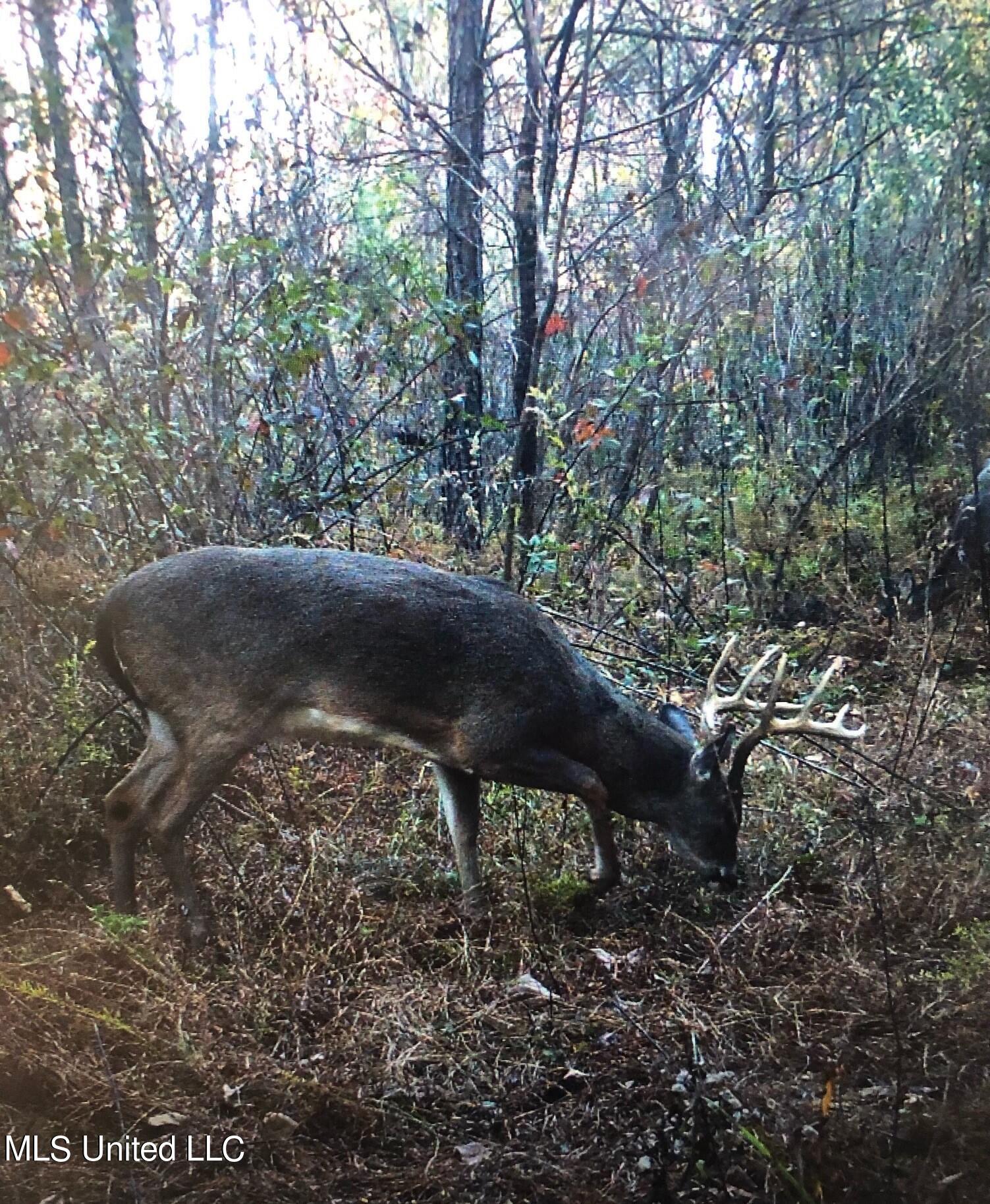 Smith Road Cascilla, MS 38920 - Photo 5 of 29 buck 3