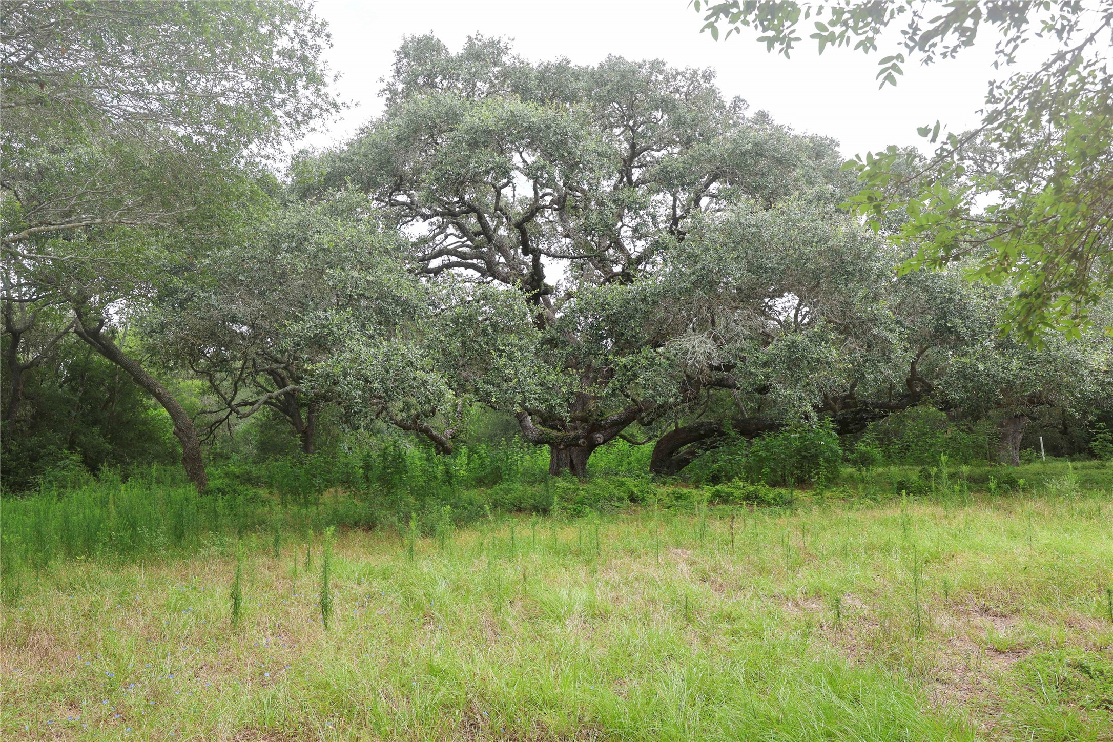 1340 Cr 253 Road Weimar, TX 78962 - Photo 2 of 18
