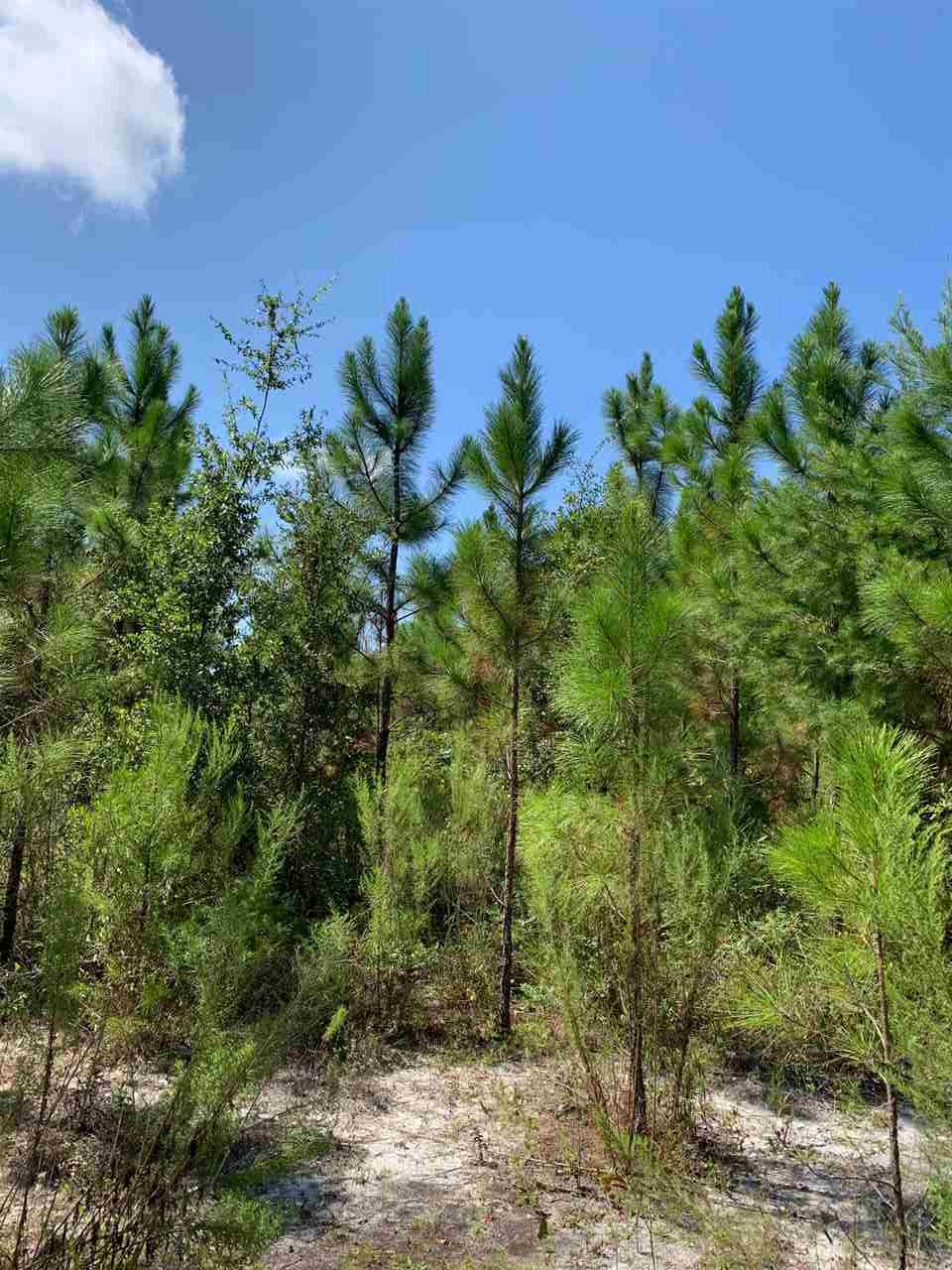 0 Davis Walker Road Perry, FL 32348 - Photo 3 of 6