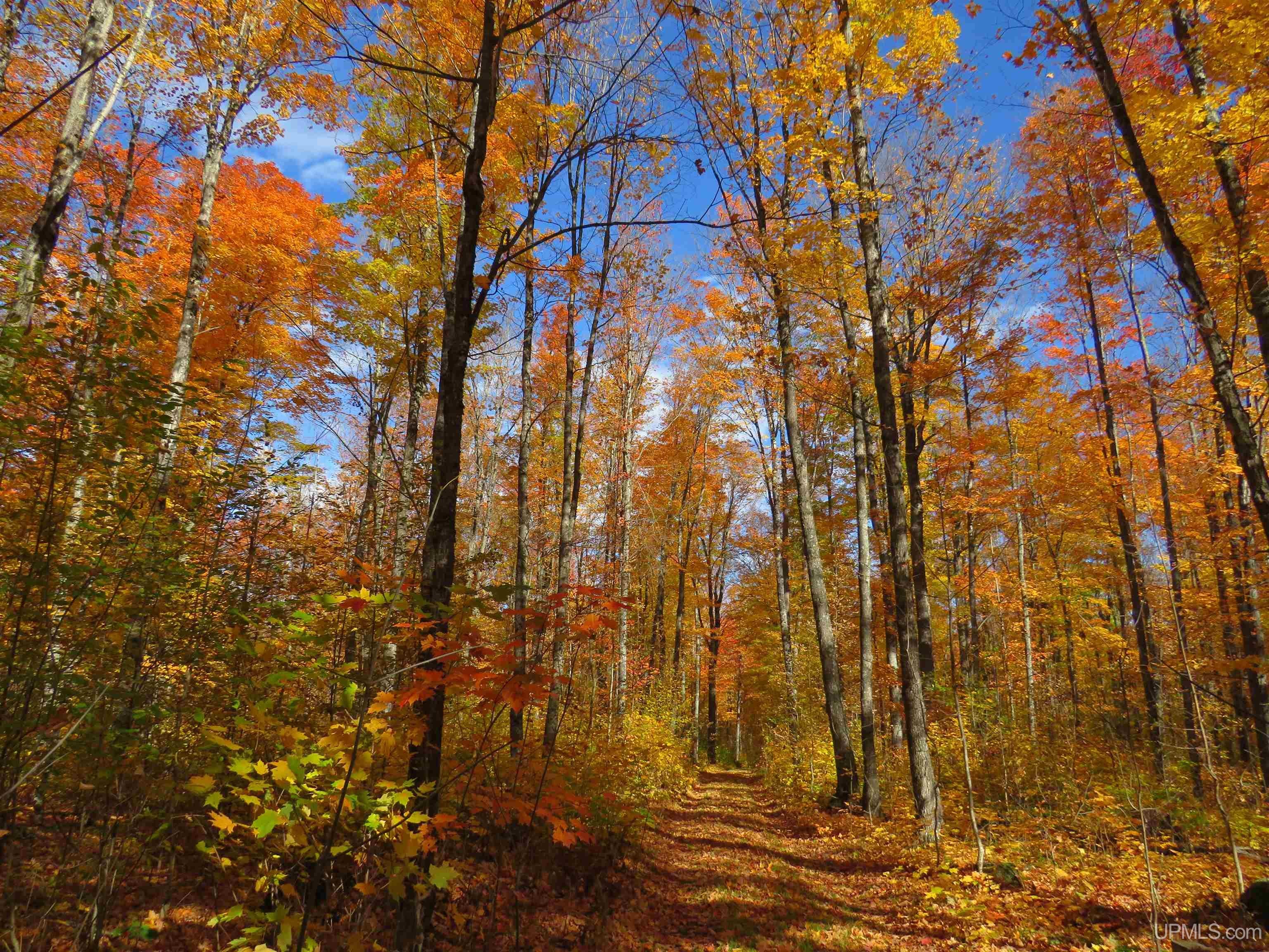 Off Net River Road Crystal Falls, MI 49920 - Photo 15 of 25 Gallery Image 15