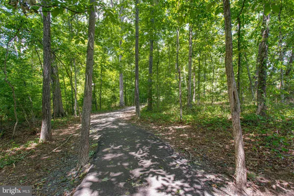 a view of a forest with trees