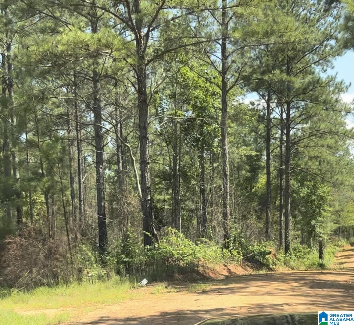 831 County Road, Unit TRACT 1 20± Wadley, AL 36276 - Photo 1 of 7