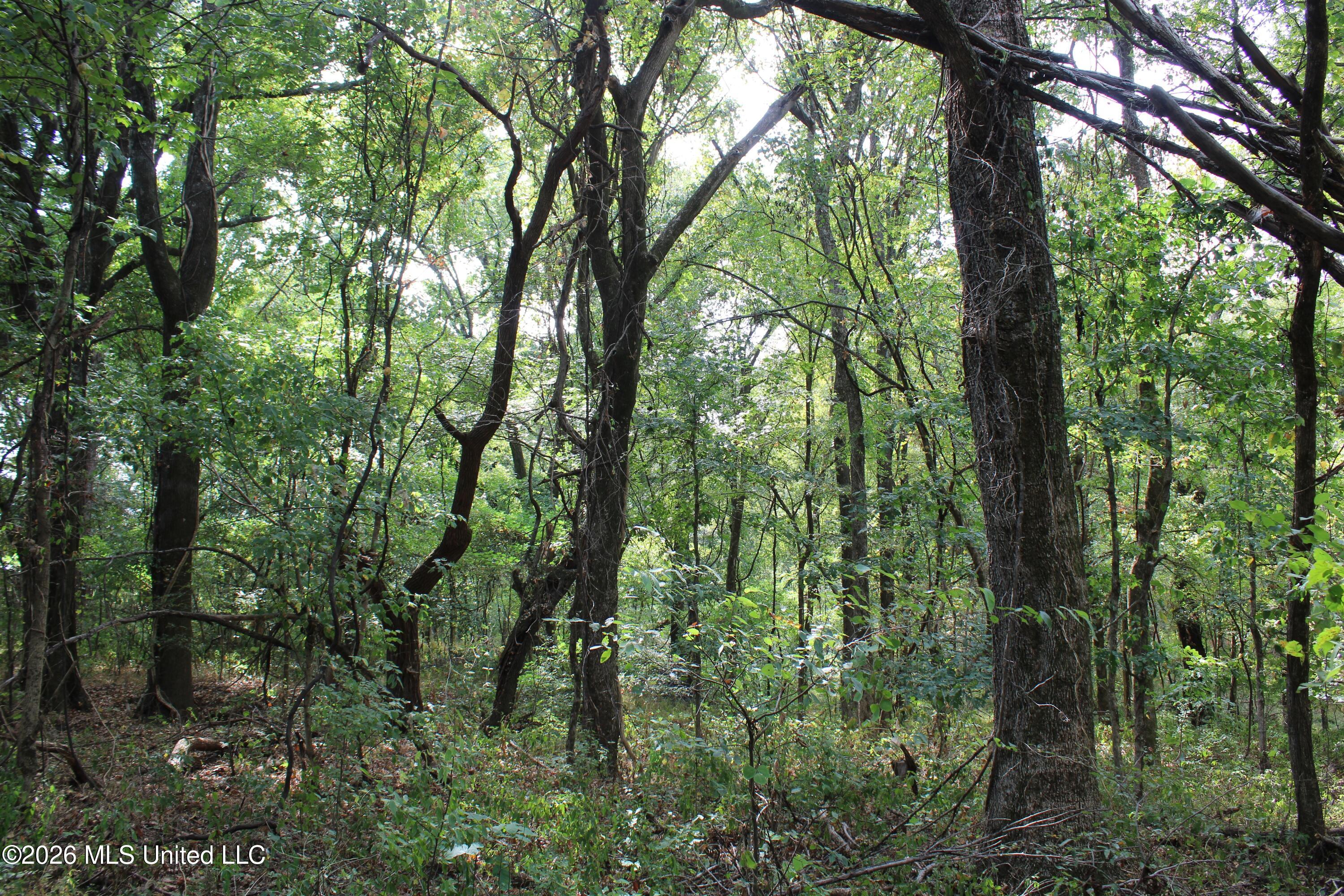 15 Tulane Road Nesbit, MS 38651 - Photo 35 of 64 IMG_8203