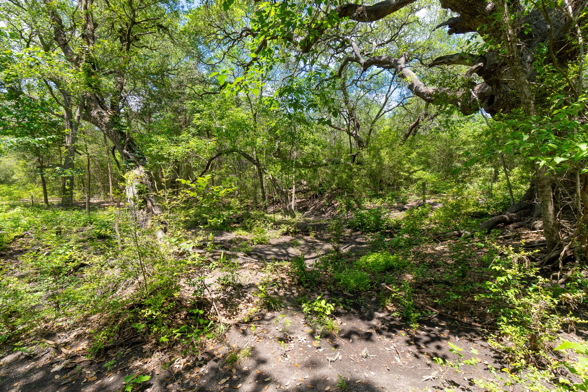 5018 Wolters Road Schulenburg, TX 78956 - Photo 35 of 39 a view of a tree