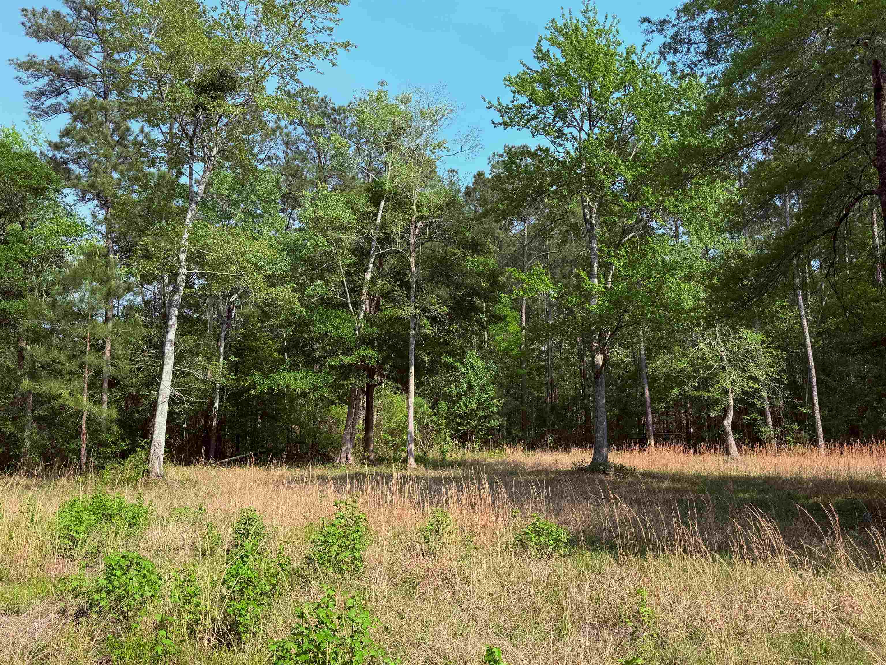 2400 Sunny Heights Road Longs, SC 29568 - Photo 8 of 10