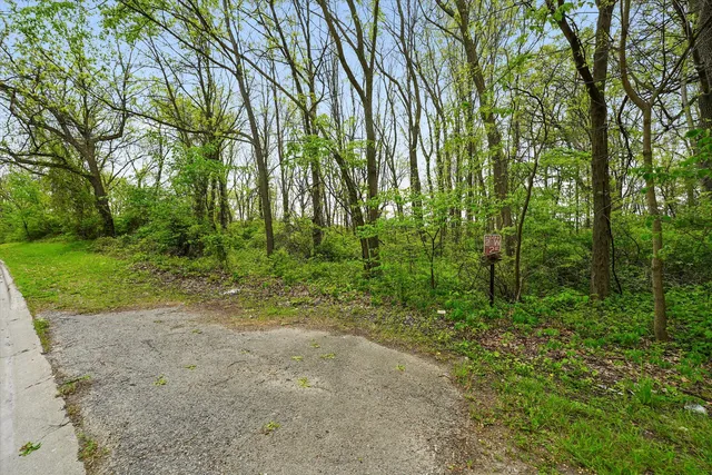 a view of a forest with trees in the background