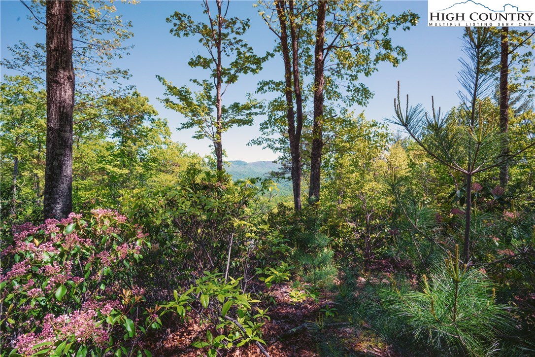 Lot 174 Marigold Roads Boone, NC 28607 - Photo 2 of 5 Gallery Image 2